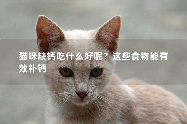 猫咪缺钙吃什么好呢？这些食物能有效补钙