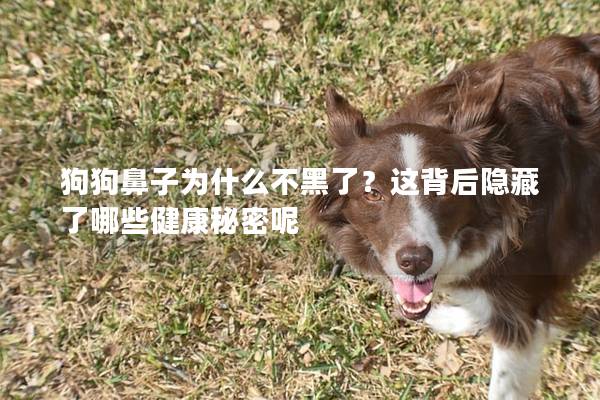 狗狗鼻子为什么不黑了？这背后隐藏了哪些健康秘密呢