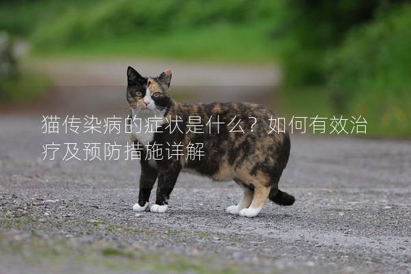 猫传染病的症状是什么？如何有效治疗及预防措施详解