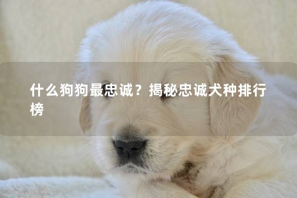 什么狗狗最忠诚？揭秘忠诚犬种排行榜