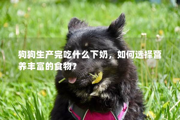 狗狗生产完吃什么下奶，如何选择营养丰富的食物？