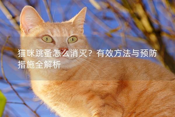 猫咪跳蚤怎么消灭？有效方法与预防措施全解析