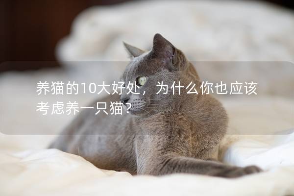 养猫的10大好处，为什么你也应该考虑养一只猫？