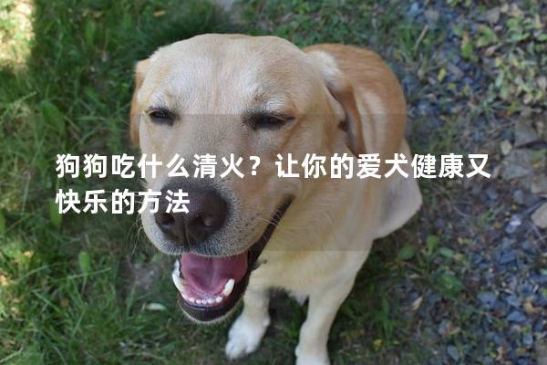 狗狗吃什么清火？让你的爱犬健康又快乐的方法