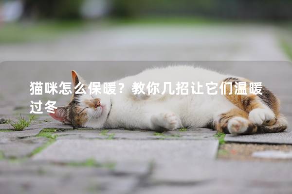 猫咪怎么保暖？教你几招让它们温暖过冬