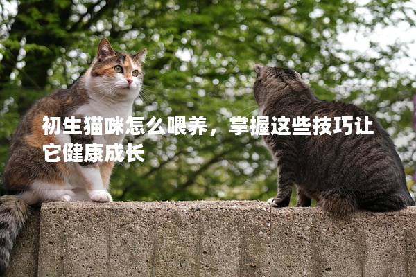 初生猫咪怎么喂养，掌握这些技巧让它健康成长