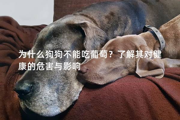 为什么狗狗不能吃葡萄？了解其对健康的危害与影响