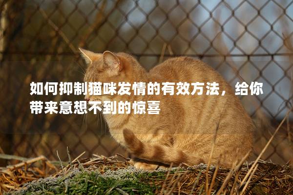 如何抑制猫咪发情的有效方法，给你带来意想不到的惊喜