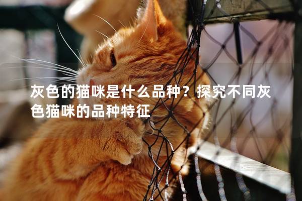 灰色的猫咪是什么品种？探究不同灰色猫咪的品种特征