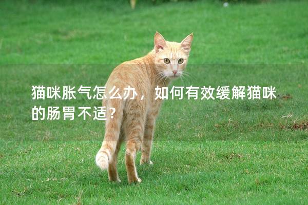 猫咪胀气怎么办，如何有效缓解猫咪的肠胃不适？