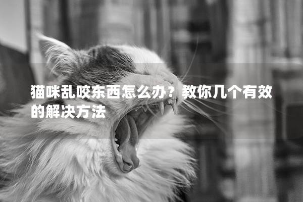 猫咪乱咬东西怎么办？教你几个有效的解决方法