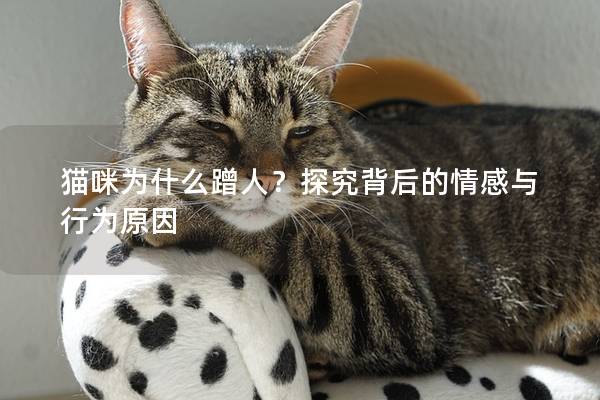 猫咪为什么蹭人？探究背后的情感与行为原因