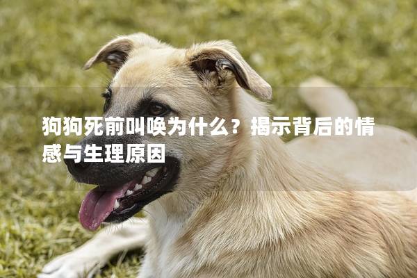 狗狗死前叫唤为什么？揭示背后的情感与生理原因