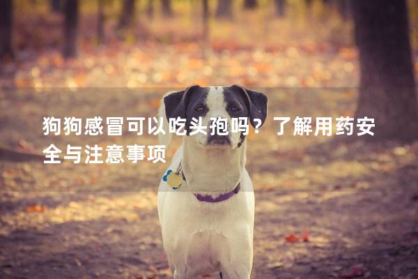 狗狗感冒可以吃头孢吗？了解用药安全与注意事项