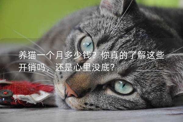 养猫一个月多少钱？你真的了解这些开销吗，还是心里没底？