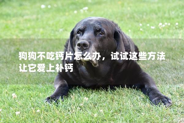 狗狗不吃钙片怎么办，试试这些方法让它爱上补钙