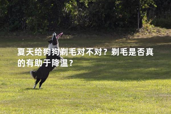 夏天给狗狗剃毛对不对？剃毛是否真的有助于降温？