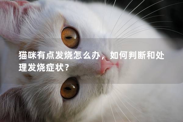 猫咪有点发烧怎么办，如何判断和处理发烧症状？