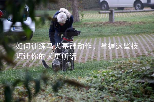 如何训练马犬基础动作，掌握这些技巧让你的犬更听话