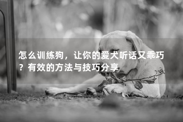 怎么训练狗，让你的爱犬听话又乖巧？有效的方法与技巧分享