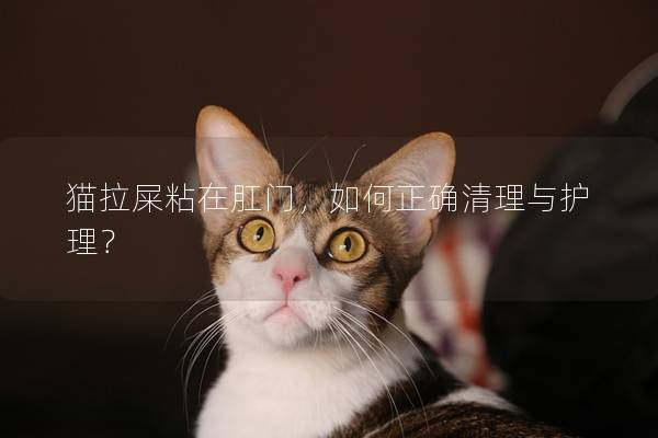 猫拉屎粘在肛门，如何正确清理与护理？