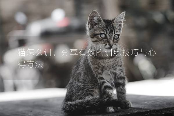 猫怎么训，分享有效的训练技巧与心得方法