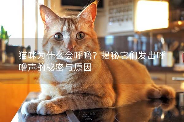 猫咪为什么会呼噜？揭秘它们发出呼噜声的秘密与原因