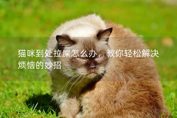 猫咪到处拉屎怎么办，教你轻松解决烦恼的妙招