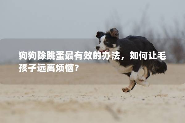 狗狗除跳蚤最有效的办法，如何让毛孩子远离烦恼？