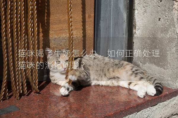 猫咪喝了牛奶怎么办，如何正确处理猫咪的消化问题？