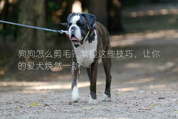 狗狗怎么剪毛？掌握这些技巧，让你的爱犬焕然一新