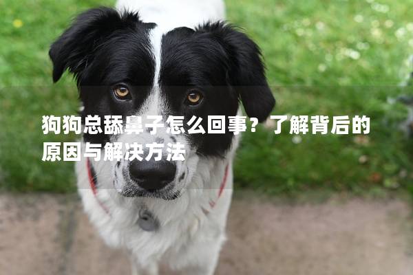 狗狗总舔鼻子怎么回事？了解背后的原因与解决方法