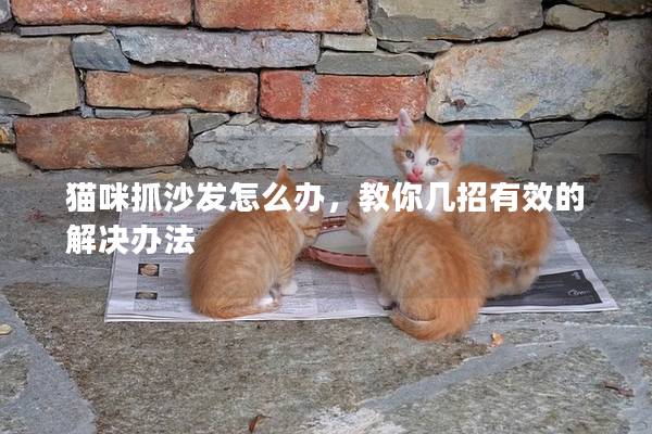 猫咪抓沙发怎么办，教你几招有效的解决办法