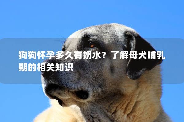 狗狗怀孕多久有奶水？了解母犬哺乳期的相关知识