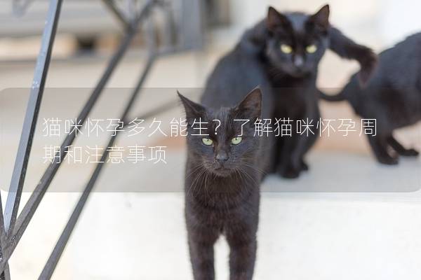 猫咪怀孕多久能生？了解猫咪怀孕周期和注意事项