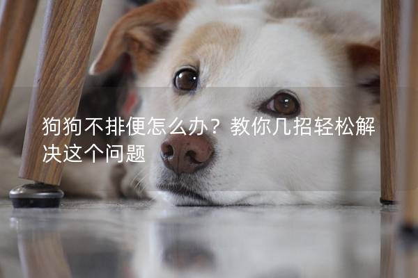 狗狗不排便怎么办？教你几招轻松解决这个问题