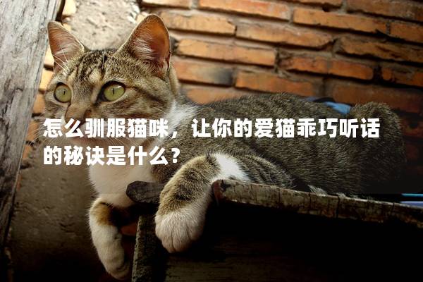 怎么驯服猫咪，让你的爱猫乖巧听话的秘诀是什么？