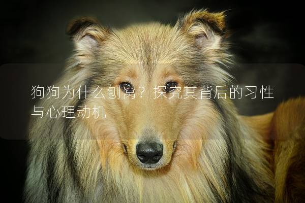 狗狗为什么刨窝？探究其背后的习性与心理动机