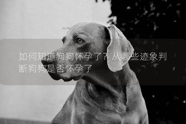 如何知道狗狗怀孕了？从哪些迹象判断狗狗是否怀孕了