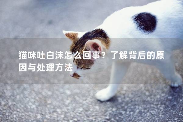 猫咪吐白沫怎么回事？了解背后的原因与处理方法