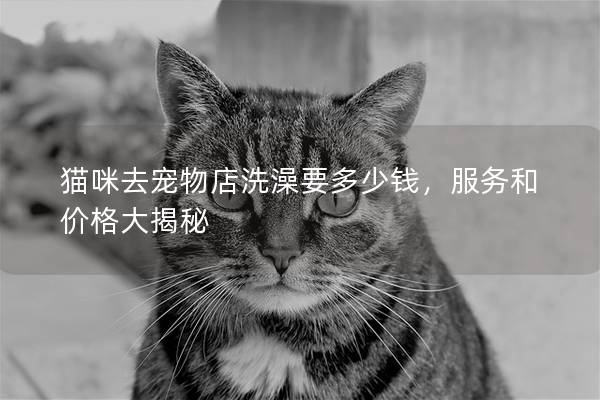 猫咪去宠物店洗澡要多少钱，服务和价格大揭秘