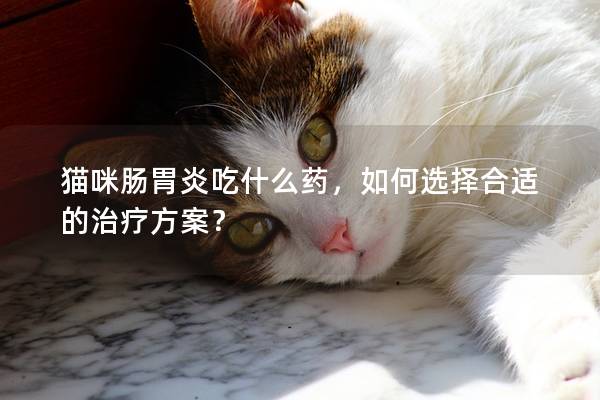 猫咪肠胃炎吃什么药，如何选择合适的治疗方案？