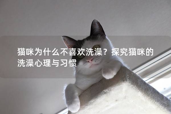 猫咪为什么不喜欢洗澡？探究猫咪的洗澡心理与习惯