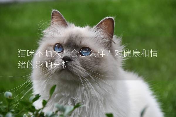 猫咪不晒太阳会怎么样？对健康和情绪的影响分析