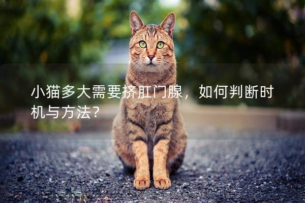 小猫多大需要挤肛门腺，如何判断时机与方法？