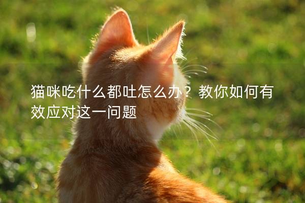 猫咪吃什么都吐怎么办？教你如何有效应对这一问题