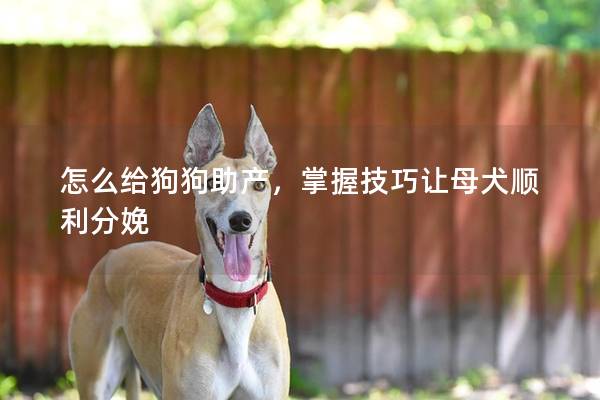 怎么给狗狗助产，掌握技巧让母犬顺利分娩