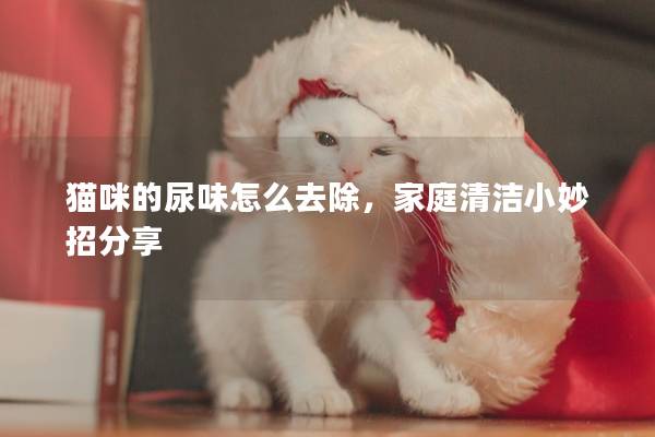 猫咪的尿味怎么去除，家庭清洁小妙招分享