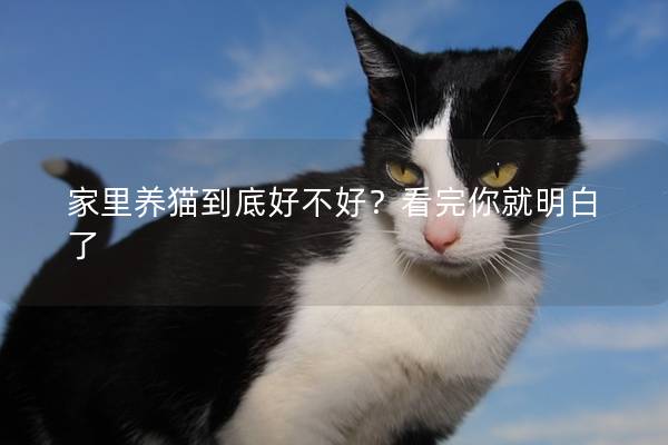 家里养猫到底好不好？看完你就明白了