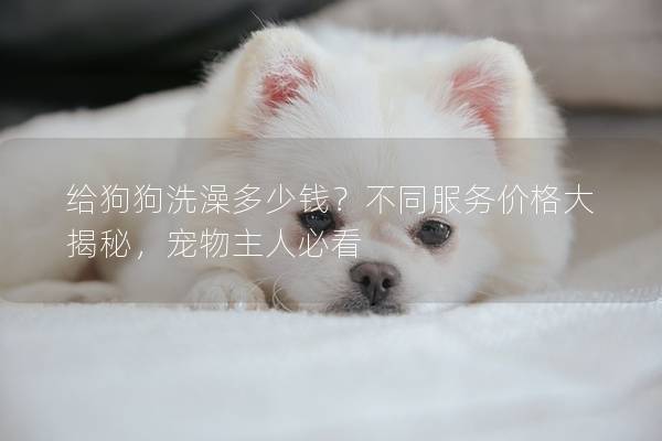 给狗狗洗澡多少钱？不同服务价格大揭秘，宠物主人必看